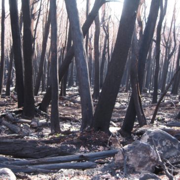 Australia Bushfire 2009