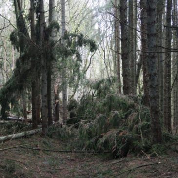 Voerladegård skov efter stormen Gorm